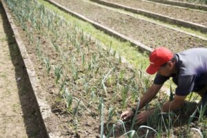 Abastecimiento en peligro: Paralizada distribución de 20 mil toneladas de productos agrícolas en Mérida - AlbertoNews