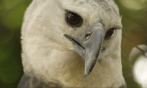 Águila harpía, la "Diosa del viento" de las selvas húmedas del Sur del Orinoco