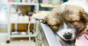 Alarmante presencia de ejercicio ilegal de la medicina veterinaria en el estado Táchira