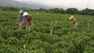 Casi 80 mil toneladas de alimentos se perdieron por falta de gasoil