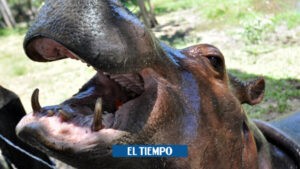 Con GPS rastrearán hipopótamos de Pablo Escobar en el Magdalena Medio - Medellín - Colombia