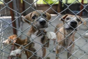 Congreso de Colombia propone incluir una cátedra de protección animal en los colegios - AlbertoNews