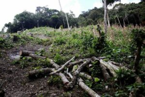 Crónica.uno: En Táchira se incrementó la tala de árboles en parques nacionales durante un año de pandemia