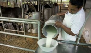 Distribución de ganado y queso a centros de consumo está paralizada por falta de diésel