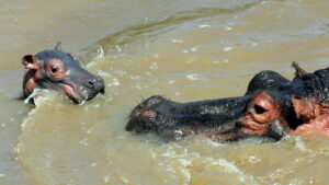 Dos nuevos hipopótamos llegaron a la Hacienda Nápoles de Pablo Escobar - AlbertoNews
