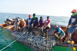 El Tiempo | Venezuela | Gobierno de Sucre activará Plan de Distribución Especial de Sardina