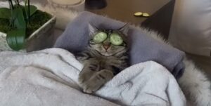 FOTOS: A un gato “divo” no le gusta que lo interrumpan en el spa y así reacciona