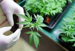 Francia empieza los 'ensayos clínicos de cannabis' para uso medicinal - AlbertoNews