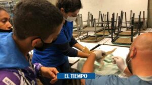 Hasta mascotas llegaron a los albergues por miedo a derrumbes en Siloé - Cali - Colombia