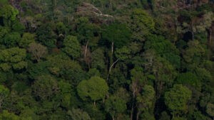 Lluvias extremas y cambio climático son causantes de nacimientos prematuros en la Amazonia - AlbertoNews