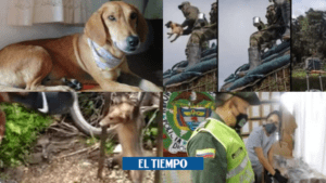 Maltrato animal: siete casos recientes que indignaron a Colombia - Otras Ciudades - Colombia