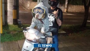 Medellín: Natacha, la perra que maneja moto por las calles de Envigado - Medellín - Colombia