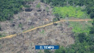 Noticias de Colombia: Juez ordena cerrar vía en Guaviare para frenar deforestación - Otras Ciudades - Colombia