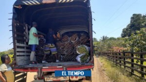 Noticias del Atlántico: Yucatón por exceso de cosecha - Barranquilla - Colombia