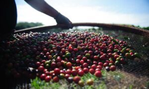 Producción de café en Aragua se ve amenazada por la inseguridad y falta de recursos - AlbertoNews