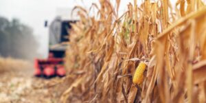 Productores no tienen diésel en Guárico para preparar el ciclo de siembra - AlbertoNews
