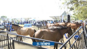 Reemplazan a 42 caballos utilizados en vehículos de tracción en Turbo, Antioquia - Medellín - Colombia