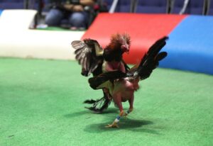 Gallo mató a su dueño en medio de una pelea ilegal