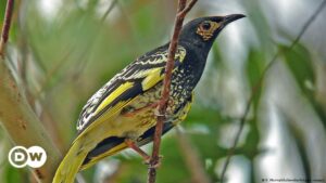 Un pájaro en peligro de extinción se está olvidando del canto que usa para procrear | Ciencia y Ecología | DW
