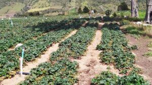Venezuela emplea solo 2% de su capacidad de producción de alimentos, afirma Ciudadanía en Acción - AlbertoNews