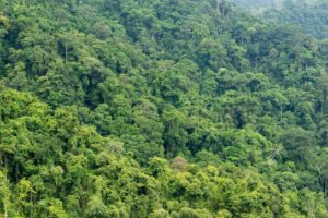 anuncios ilegales con terrenos para deforestar de hasta 1.000 campos de fútbol