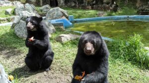 preparan actividad en beneficio del Parque Zoológico Chorros de Milla (video)