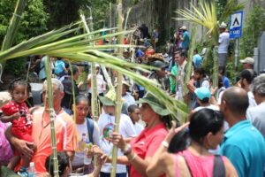 ¡DE INTERÉS! Palmeros de Chacao realizarán el tradicional corte de las palmas con estrictas medidas de bioseguridad por la pandemia