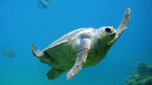 '¿Pero a dónde van?': Científicos descubren un extraño patrón de movimiento que repiten tiburones, pingüinos y tortugas - AlbertoNews