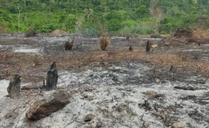 Denuncian que grupos irregulares incendiaron el Fundo Barimisagua en Falcón