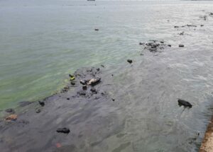 Desastre ambiental: Derrame petrolero en el Lago de Maracaibo no tiene dolientes (FOTOS+VIDEOS)