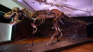 El fósil de dinosaurio más completo tiene un nuevo hogar