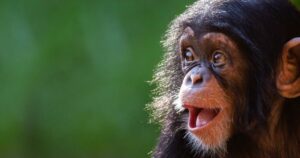 El lenguaje de los chimpancés es más complejo de lo que se pensaba | Actualidad