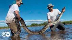 El problema de Florida con las serpientes: capturan una pitón hembra de 5,5 metros | Ciencia y Ecología | DW