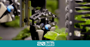 El robot recolector que solo recoge las fresas maduras y de tamaño adecuado