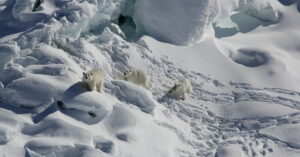 Encuentran un grupo de osos polares que sobreviven con menos hielo