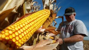 Fedecámaras inicia proyecto en Yaracuy para exportar semillas de maíz