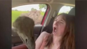 La reacción de una joven en EEUU cuando un avestruz se mete en su auto