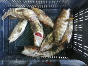 MP prohibió la pesca de cachama y camarón hasta el #30Jul