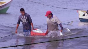 Ministerio Público prohíbe la pesca artesanal del camarón, pepino del mar y cachama