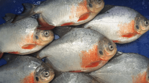 Prohíben la pesca de cachama hasta el 30 de julio