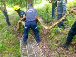 Rescatan enorme anaconda de siete metros