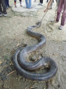 Rescatan una anaconda en Barinas