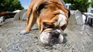 Se confirma que los bulldogs ingleses son una tragedia genética