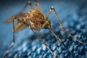 ¿Cómo funcionan los aparatos antimosquitos?