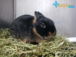 ¿Cómo saber si un conejo está durmiendo?