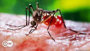 ADN en mosquitos permite resolver un caso de robo en China | Ciencia y Ecología | DW