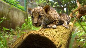 Conoce a los cachorros de jaguar que conquistan a los visitantes de zoológico de Nicaragua