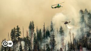 Crece incendio forestal que amenaza icónicas secuoyas gigantes de Yosemite | El Mundo | DW