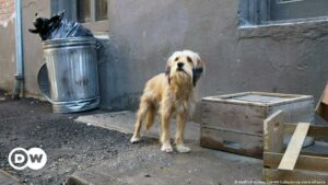 Día Internacional del Perro Callejero, inspiración a favor de la adopción | El Mundo | DW