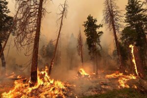 El fuego se extiende cerca del Parque Nacional de Yosemite en medio del calor que abrasa a EEUU